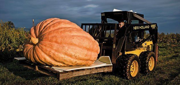 Giant pumpkin The Great Pumpkin Science Smithsonian