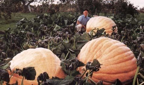 Giant pumpkin wwwhowarddillcomimageshdim2jpg