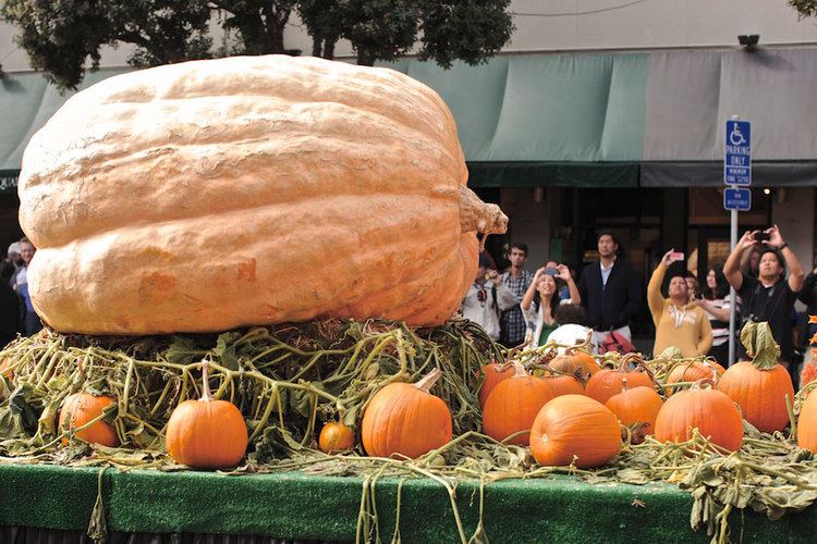 Giant pumpkin How to Grow a RecordSetting Giant Pumpkin Modern Farmer