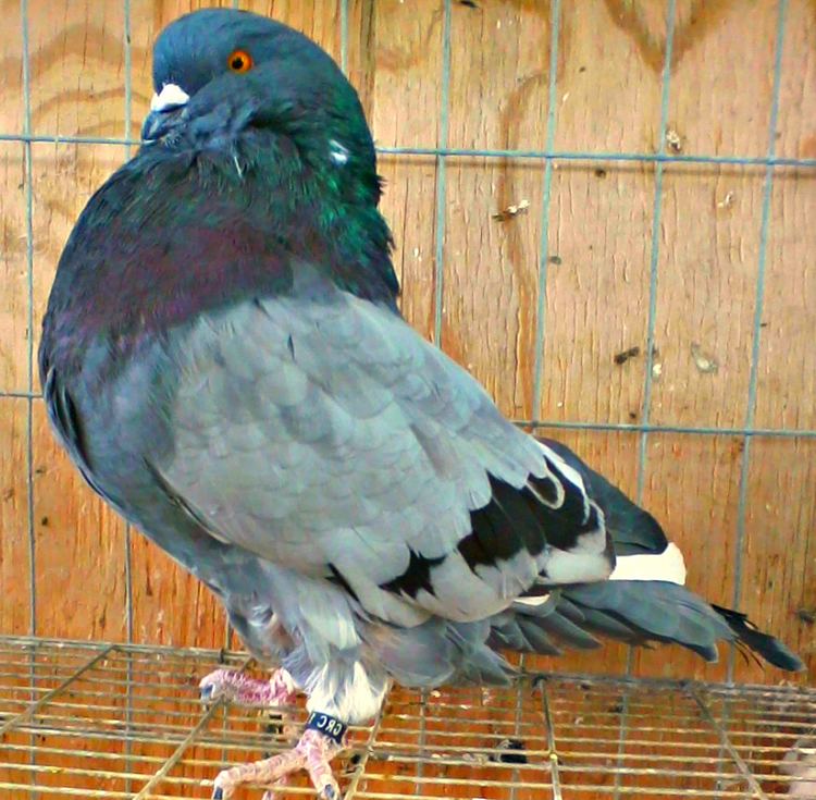 Giant Runt Giant Runt Pigeons For Sale Pigeons For Sale
