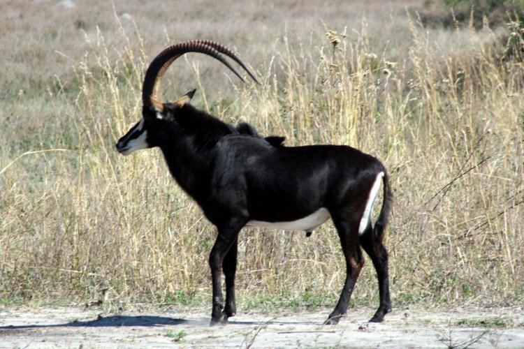 Giant sable antelope The giant sable antelope Mulala Conservation Movement Pulse