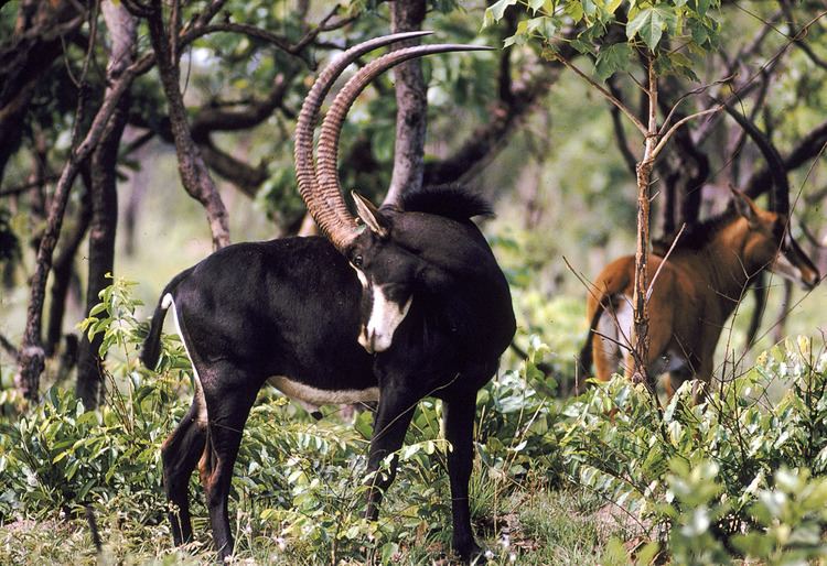 Giant sable antelope Will Secret Wildlife Imports Doom UltraRare Giant Sable