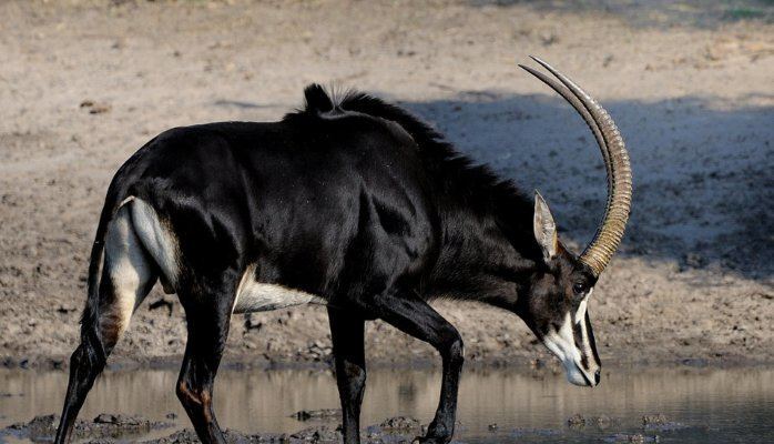 Giant sable antelope The giant sable antelope Mulala Conservation Movement Pulse