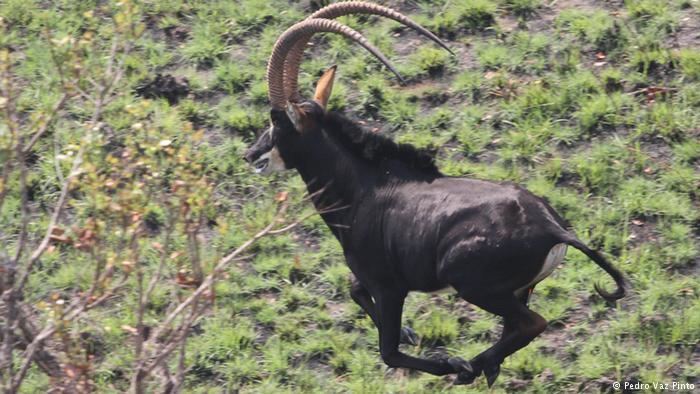 Giant sable antelope Angolas antelopes struggle in postwar environment Global Ideas