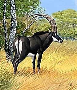 Giant sable antelope Original Artwork Chuck Ripper Giant Sable Antelope