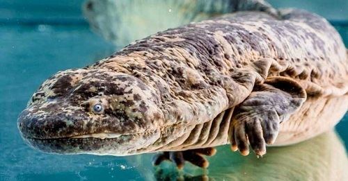 Giant salamander Chinese Giant Salamander Andrias davidianus Facts About Animals
