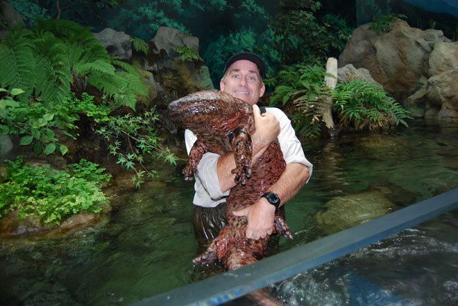 Giant salamander Absurd Creature of the Week The HumanSized Salamander That Smells