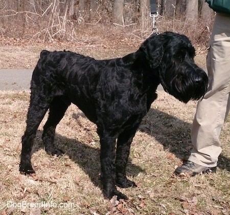 Giant Schnauzer Giant Schnauzer Dog Breed Information and Pictures