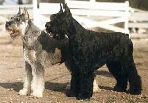 Giant Schnauzer Giant Schnauzer Dog Breed Information and Pictures