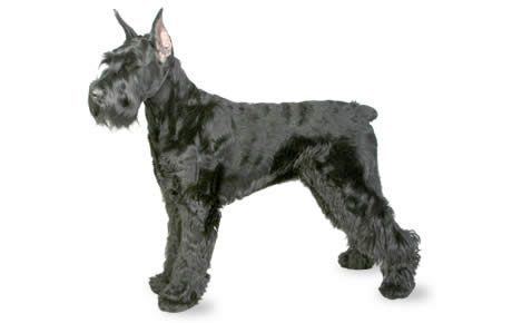 Giant Schnauzer Giant Schnauzer Dog Breed Information Pictures Characteristics