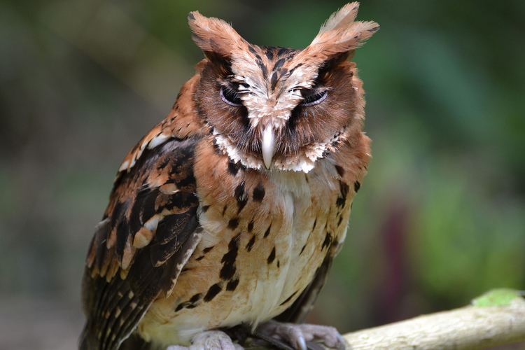 Giant scops owl Giant scops owl A final look at raptors and birds before w Flickr