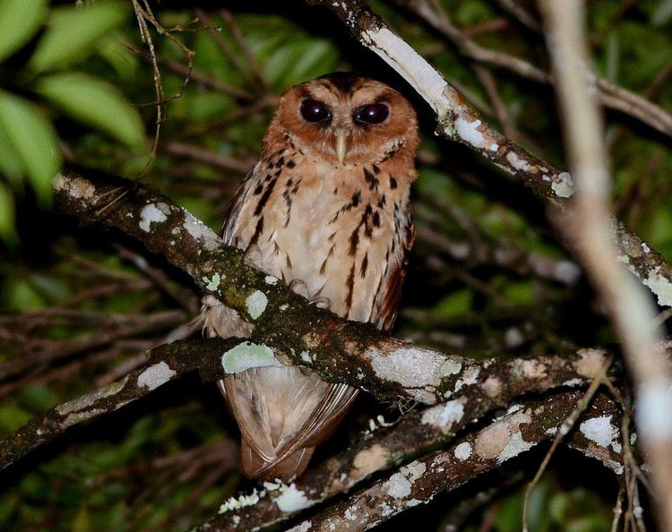 Giant scops owl Giant Scops Owl Mimizuku gurneyi Picture 2 of 2 The Owl Pages