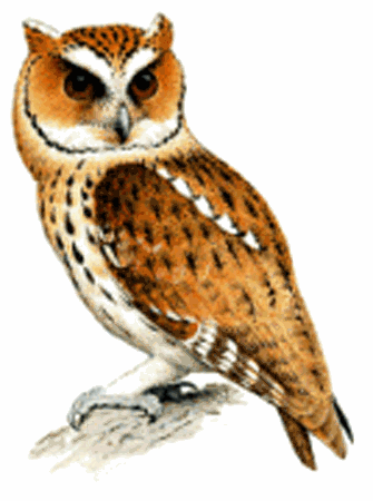 Giant scops owl Giant Scops Owl Mimizuku gurneyi Planet of Birds