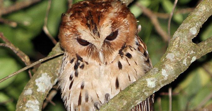 Giant scops owl Giant Scops Owl Mimizuku gurneyi Information Pictures Sounds