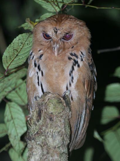 Giant scops owl Giant Scopsowl Otus gurneyi videos photos and sound recordings