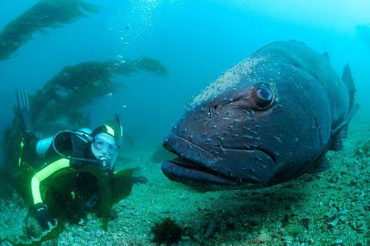 Giant sea bass Giant Black Sea Bass Channel Islands National Park US