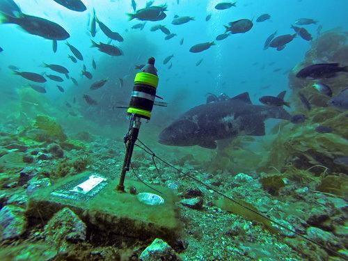 Giant sea bass Return of the Giant Sea Bass King of the Kelp Forest California