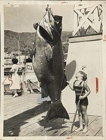 Giant sea bass Giant sea bass Wikipedia