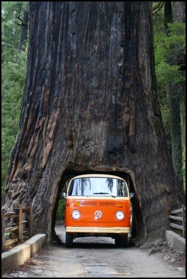 Giant Sequoia National Monument 1000 ideas about Giant Sequoia National Monument on Pinterest Old