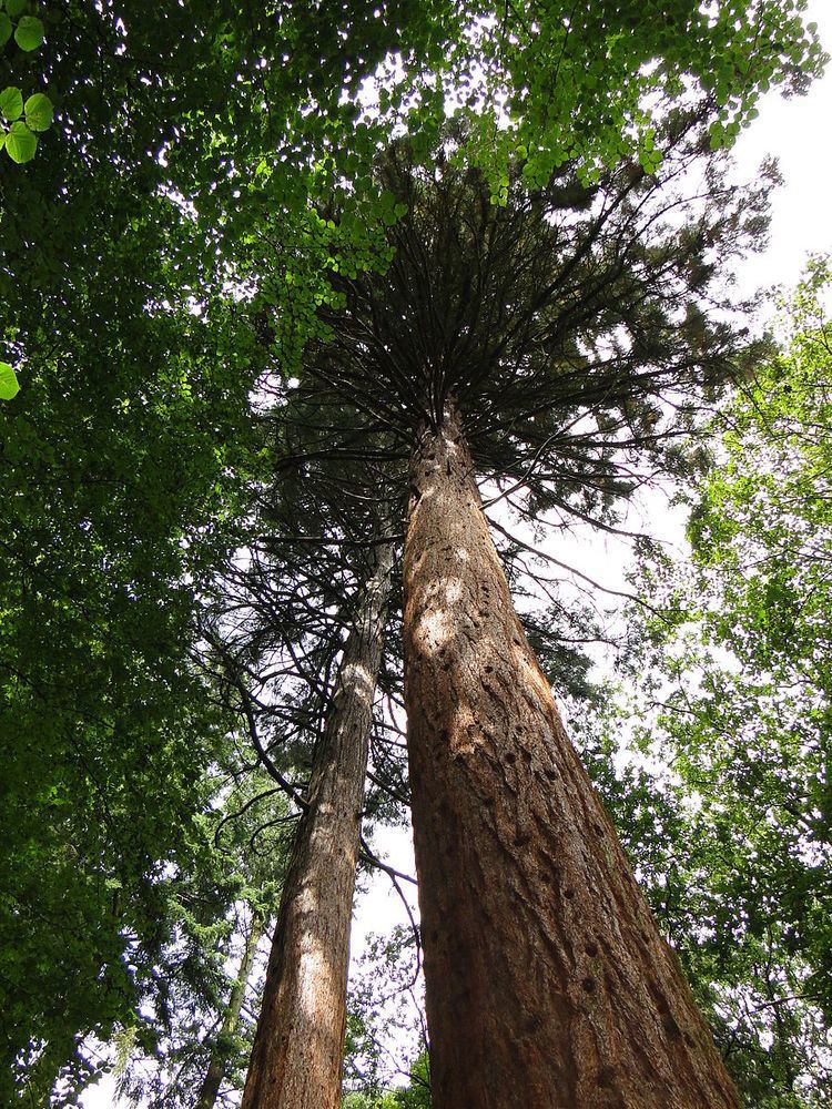 Giant sequoias near Kölpin