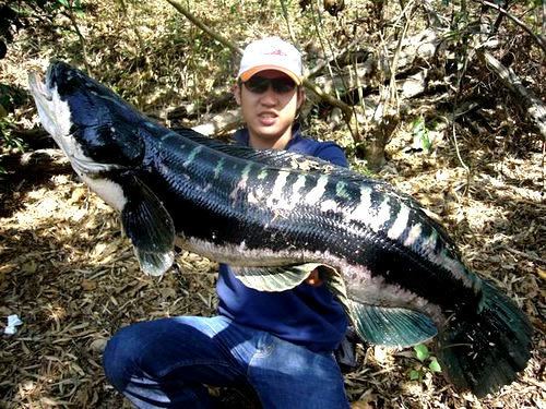 giant snakehead fish