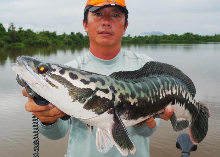 Giant snakehead Giant Snakehead Fishing in Chiang Mai Thailand