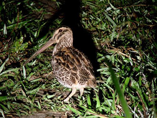 Giant snipe Surfbirds Online Photo Gallery Search Results