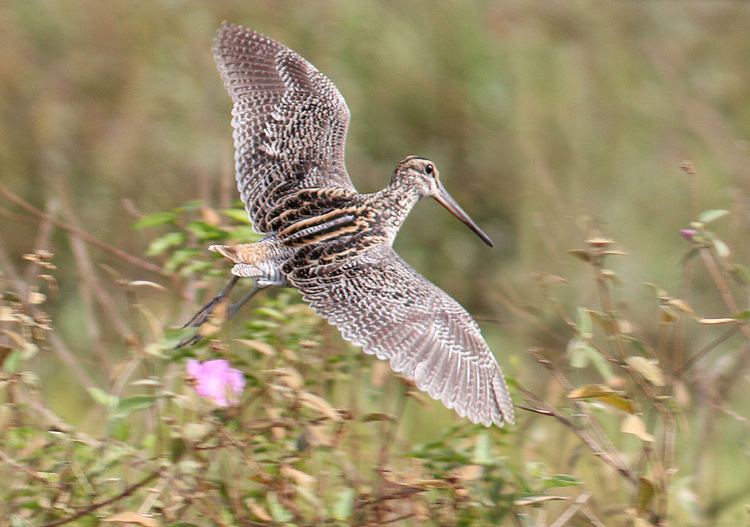 Giant snipe Giant Snipe 121119 Gallinago undulata A roadside stop by s Flickr