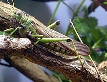 Giant South American grasshopper httpsuploadwikimediaorgwikipediacommonsthu
