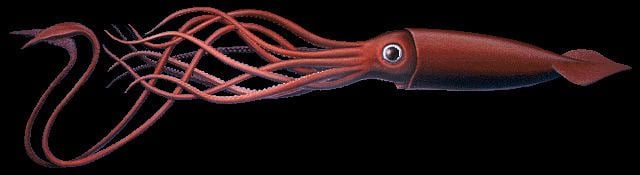 Giant squid In Search of Giant Squid