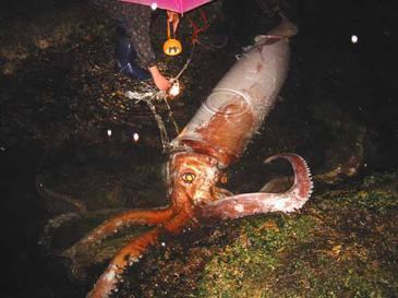 Giant squid Giant squid Wikipedia