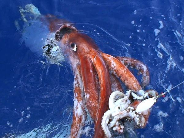 Giant squid Giant Squid Giant Squid Pictures Giant Squid Facts National