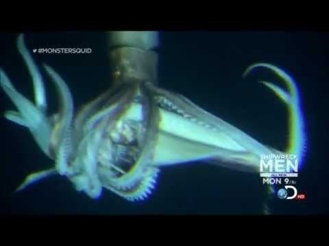 Giant squid httpsiytimgcomvijCWop491Q9Yhqdefaultjpg