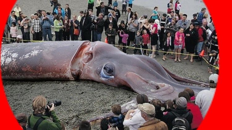 Giant squid GIANT SQUID found 50footlong washedup on beach Punakaiki New
