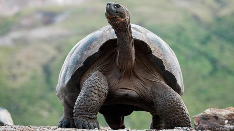 Giant tortoise BBC Earth The truth about giant tortoises