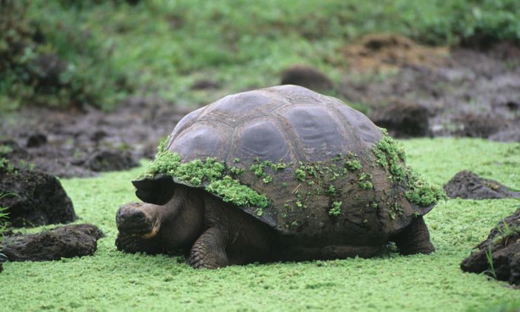 Giant tortoise Giant Tortoise Species WWF