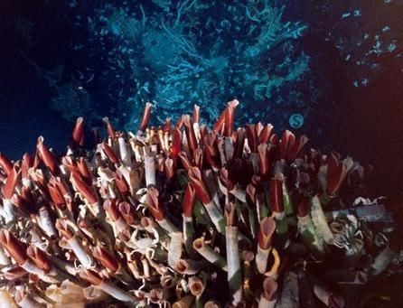 Giant tube worm httpsannelidagroupjwikispacescomfileviewGi