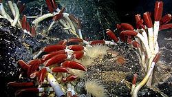 Giant tube worm Giant tube worm Wikipedia