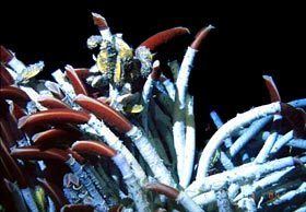 Giant tube worm Giant Tube Worm Deep Sea Creatures on Sea and Sky