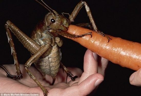 Giant weta Man Finds Huge Giant Weta Single Largest Insect on Record The
