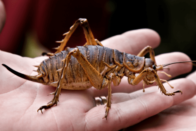 Giant weta 10 Intense Facts About the Giant Weta Mental Floss