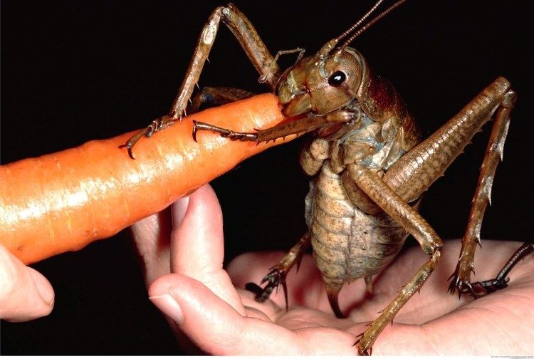 Giant weta The Giant Weta the largest insect in the world eating a carrot WTF