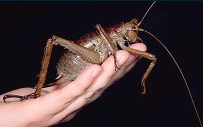 Giant weta This Giant Bug Looks Terrifying But It39s Actually Completely