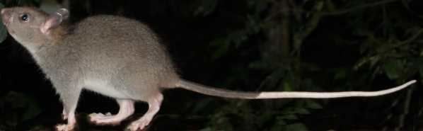 Giant white-tailed rat Giant Whitetailed Rat Tropical Rainforest Queensland Australia