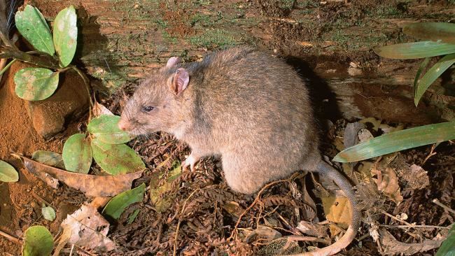 Giant white-tailed rat Kuranda Range rat attack shocks Far North motorist Kalle Oiderman