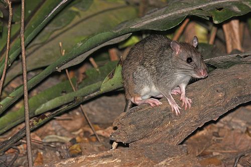 Giant white-tailed rat Uromys caudimaculatus Giant WhiteTailed Rat