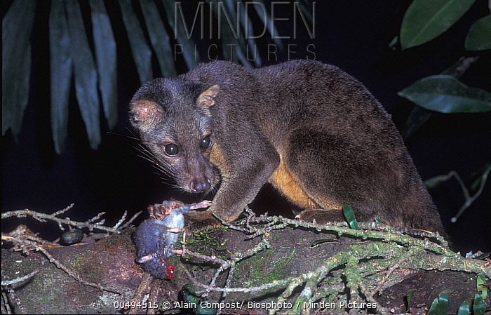 Giant white-tailed rat Minden Pictures stock photos Sulawesi Palm Civet Macrogalidia
