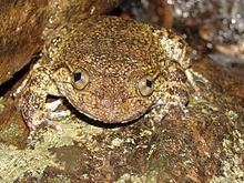 Giant wrinkled frog httpsuploadwikimediaorgwikipediacommonsthu