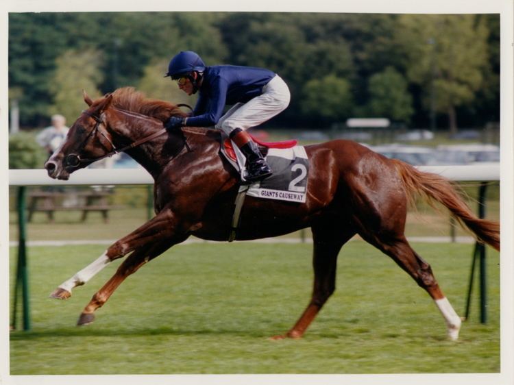 Giant's Causeway (horse) BATHED IN GLORY COOLMORE39S GIANT39S CAUSEWAY THE VAULT Horse