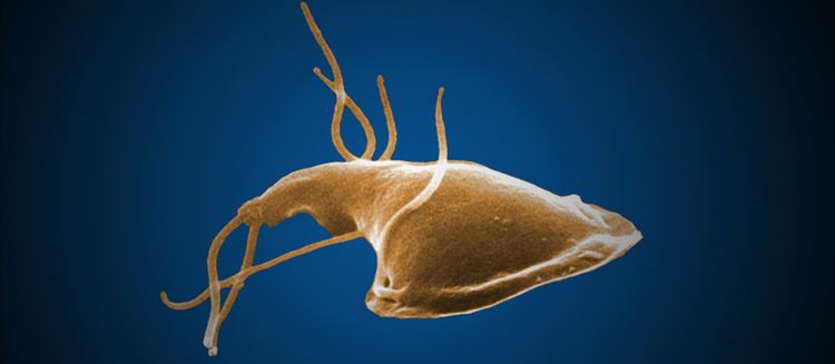 Giardia Giardia Parasites CDC